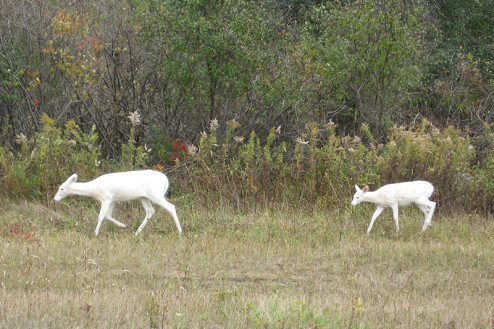 white deer